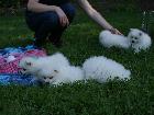 PIC-NIC in the park with Asia Puppies.