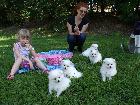 PIC-NIC in the park with Asia Puppies.