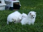 PIC-NIC in the park with Asia Puppies.