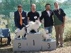 IGOR DELLA VOLPE BIANCA miglior giovane assoluto e miglior mantello al raduno ATAVI 2011 su 71 volpini italiani iscritti