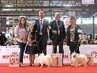 CH. ASIA DELLA VOLPE BIANCA; Ripr. Selez. Enci; CH It; CH Int; CH Mond. 2012; CH. Mond. 2015; CH Ripr; CH. Soc; Caput Mundi 2015; Top Dog 2015