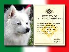 CH. STELLAPOLARE DELA VOLPE BIANCA; CH. SL. ; CH. S. Marino; Garda Winner 2016; Ripr. Sel; Top Dog 2016