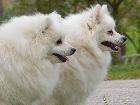 INCOMING PUPPIES 