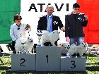 CH. ASIA DELLA VOLPE BIANCA; Ripr. Sel. Enci; Italian Champion; Int. CH; World Champion 2012; World Champion 2015; BOB Meeting ATAVI 2011; BOB Meeting ATAVI 2012; BOS meeting ATAVI 2013; BOB meeting ATAVI 2014; Caput Mundi Winner 2015