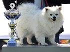 CH. ASIA DELLA VOLPE BIANCA; Ripr. Sel. Enci; Italian Champion; Int. CH; World Champion 2012; World Champion 2015; BOB Meeting ATAVI 2011; BOB Meeting ATAVI 2012; BOS meeting ATAVI 2013; BOB meeting ATAVI 2014; Caput Mundi Winner 2015