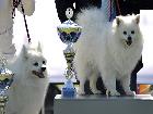 CH. ASIA DELLA VOLPE BIANCA; Ripr. Sel. Enci; Italian Champion; Int. CH; World Champion 2012; World Champion 2015; BOB Meeting ATAVI 2011; BOB Meeting ATAVI 2012; BOS meeting ATAVI 2013; BOB meeting ATAVI 2014; Caput Mundi Winner 2015