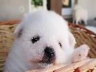 I NOSTRI CUCCIOLI