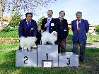 CH. ASIA DELLA VOLPE BIANCA; Ripr. Sel. Enci; Italian Champion; Int. CH; World Champion 2012; World Champion 2015; BOB Meeting ATAVI 2011; BOB Meeting ATAVI 2012; BOS meeting ATAVI 2013; BOB meeting ATAVI 2014; Caput Mundi Winner 2015