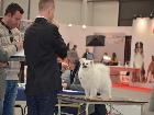 EXPO SPECIALE ATAVI PARMA 2014