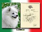 CH. ASIA DELLA VOLPE BIANCA; Ripr. Sel. Enci; Italian Champion; Int. CH; World Champion 2012; World Champion 2015; BOB Meeting ATAVI 2011; BOB Meeting ATAVI 2012; BOS meeting ATAVI 2013; BOB meeting ATAVI 2014; Caput Mundi Winner 2015