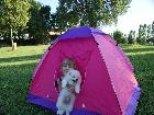 PIC-NIC in the park with Asia Puppies.