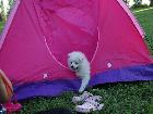 PIC-NIC al parco con i cuccioli di Asia