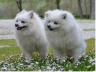 INCOMING PUPPIES 