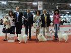 CH. ASIA DELLA VOLPE BIANCA; Ripr. Sel. Enci; Italian Champion; Int. CH; World Champion 2012; World Champion 2015; BOB Meeting ATAVI 2011; BOB Meeting ATAVI 2012; BOS meeting ATAVI 2013; BOB meeting ATAVI 2014; Caput Mundi Winner 2015