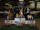 CH. ASIA DELLA VOLPE BIANCA; Ripr. Sel. Enci; Italian Champion; Int. CH; World Champion 2012; World Champion 2015; BOB Meeting ATAVI 2011; BOB Meeting ATAVI 2012; BOS meeting ATAVI 2013; BOB meeting ATAVI 2014; Caput Mundi Winner 2015