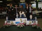 CH. ASIA DELLA VOLPE BIANCA; Ripr. Selez. Enci; CH It; CH Int; CH Mond. 2012; CH. Mond. 2015; CH Ripr; CH. Soc; Caput Mundi 2015; Top Dog 2015