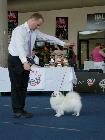 WORLD DOG SHOW SALZBURG 2012