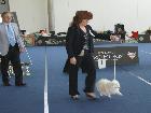 WORLD DOG SHOW SALZBURG 2012