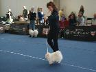 WORLD DOG SHOW SALZBURG 2012