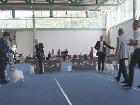 WORLD DOG SHOW SALZBURG 2012