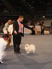 WORLD DOG SHOW SALZBURG 2012