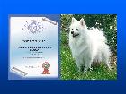 STELLAPOLARE DELLA VOLPE BIANCA TOP DOG 2016